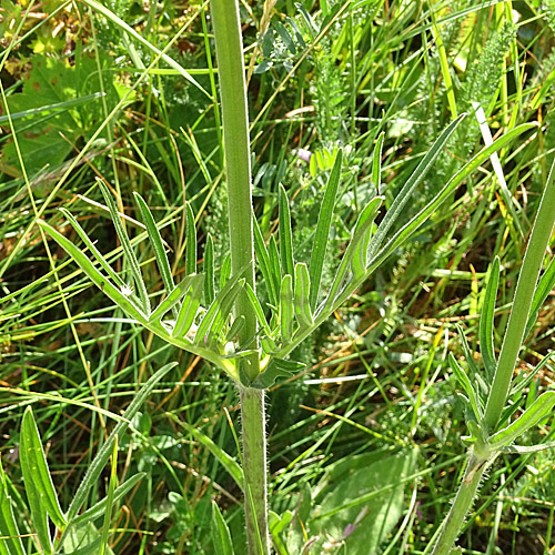 Purpur-Witwenblume / Knautia purpurea