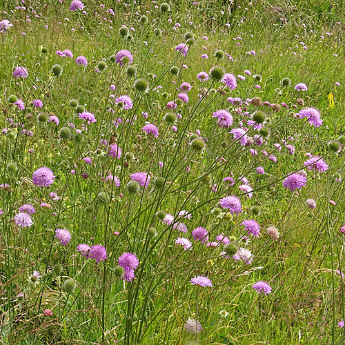 Purpur-Witwenblume / Knautia purpurea