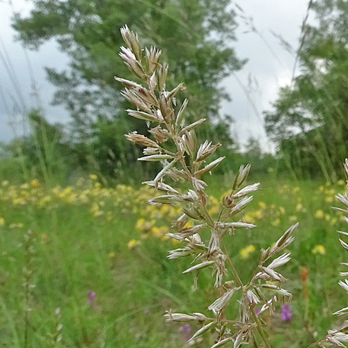 Pyramiden-Kammschmiele / Koeleria pyramidata aggr.