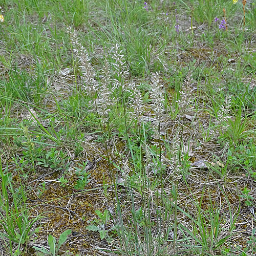 Pyramiden-Kammschmiele / Koeleria pyramidata aggr.