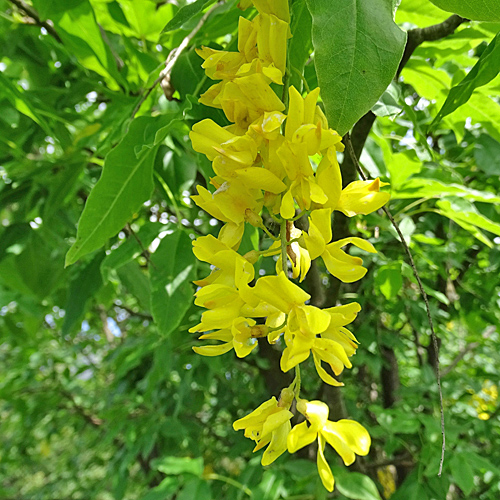 Alpen-Goldregen / Laburnum alpinum