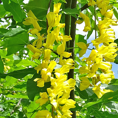 Alpen-Goldregen / Laburnum alpinum