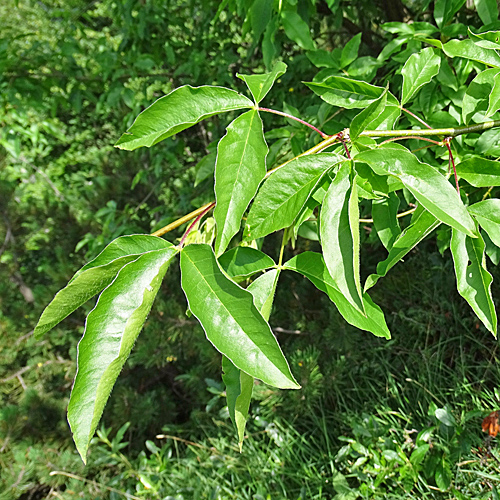 Alpen-Goldregen / Laburnum alpinum