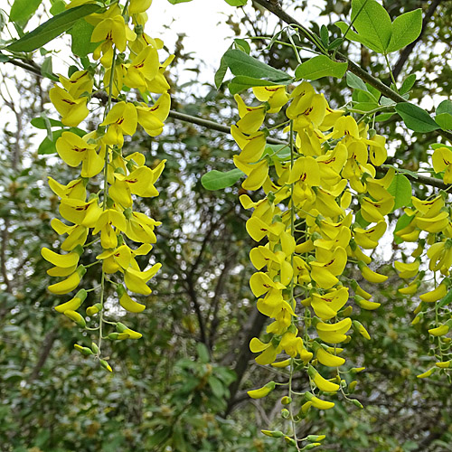 Gemeiner Goldregen / Laburnum anagyroides