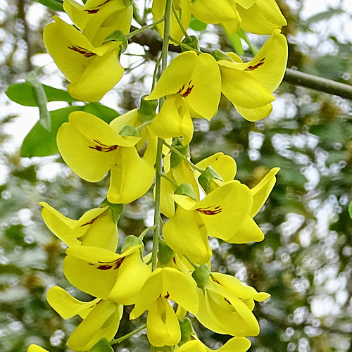 Gemeiner Goldregen / Laburnum anagyroides