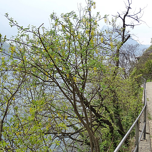 Gemeiner Goldregen / Laburnum anagyroides