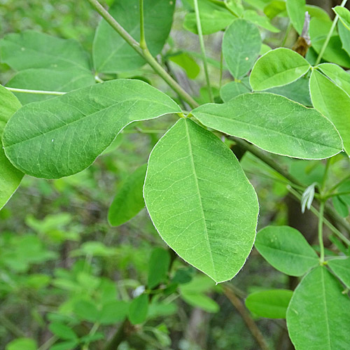 Gemeiner Goldregen / Laburnum anagyroides