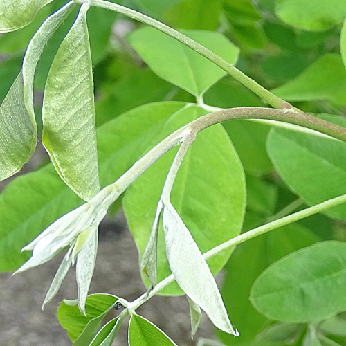 Gemeiner Goldregen / Laburnum anagyroides