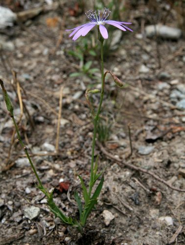 Blauer Lattich / Lactuca perennis