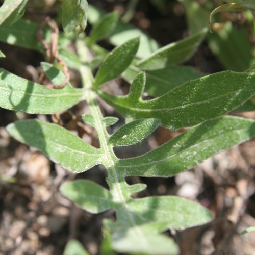 Blauer Lattich / Lactuca perennis