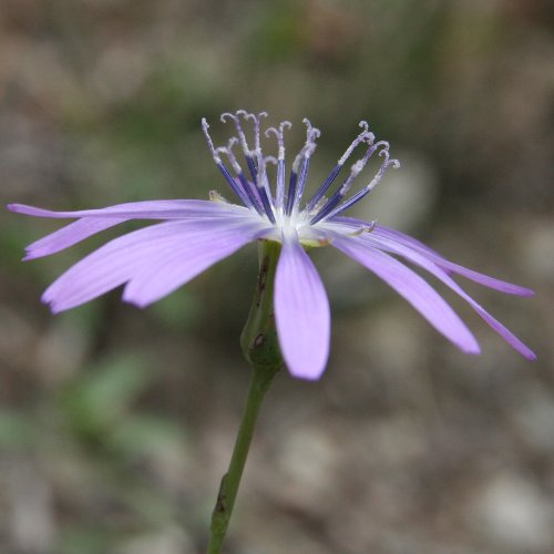 Blauer Lattich / Lactuca perennis