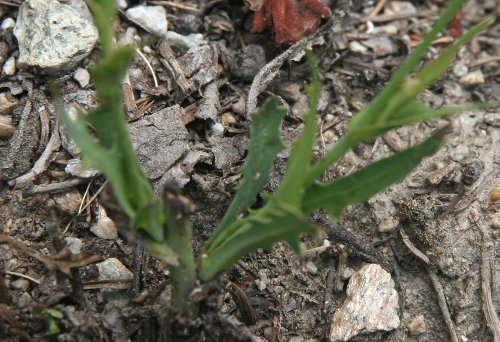 Blauer Lattich / Lactuca perennis