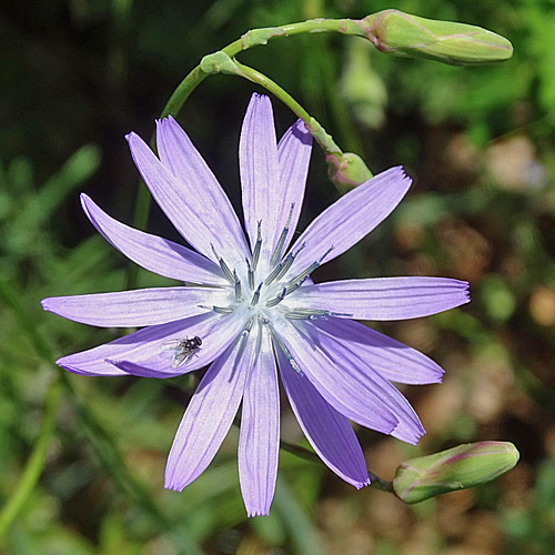 Blauer Lattich / Lactuca perennis