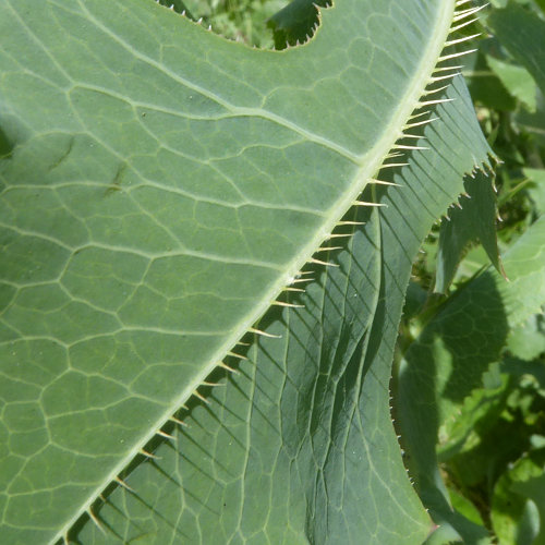 Wilder Lattich / Lactuca serriola