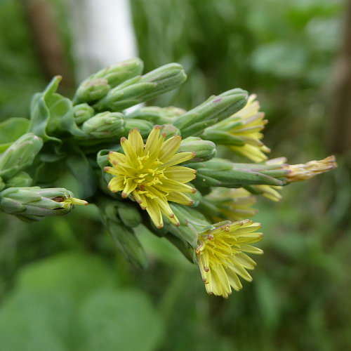 Wilder Lattich / Lactuca serriola