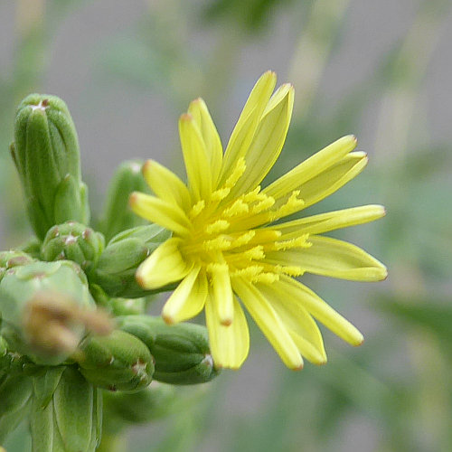 Wilder Lattich / Lactuca serriola