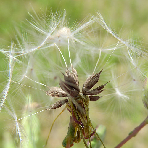 Wilder Lattich / Lactuca serriola