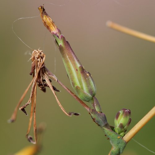 Gift-Lattich / Lactuca virosa