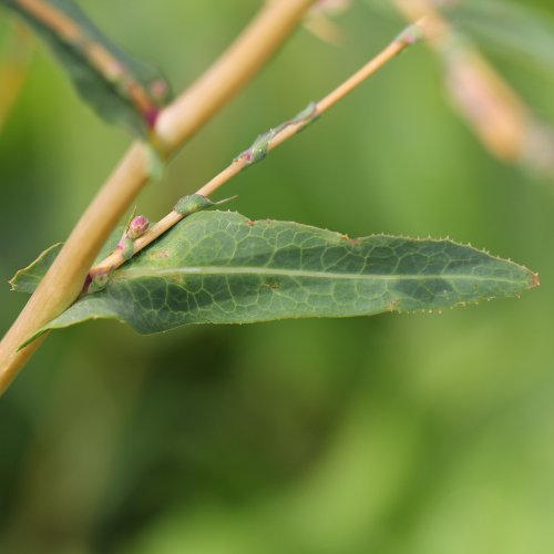 Gift-Lattich / Lactuca virosa