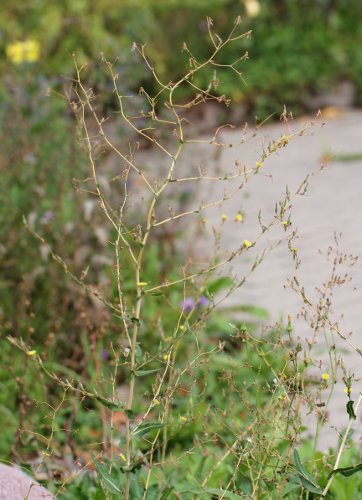 Gift-Lattich / Lactuca virosa