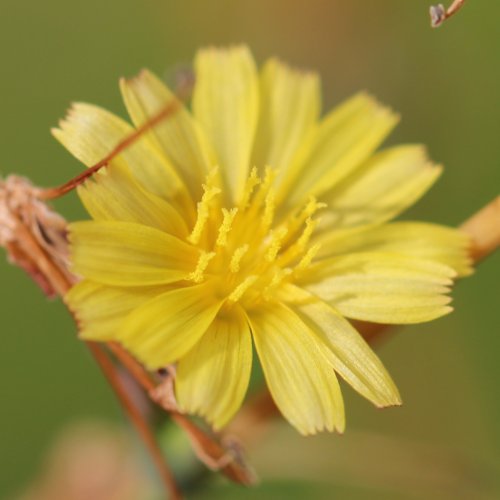 Gift-Lattich / Lactuca virosa