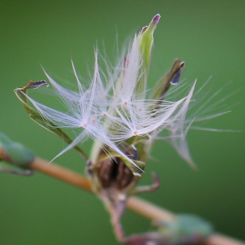 Gift-Lattich / Lactuca virosa