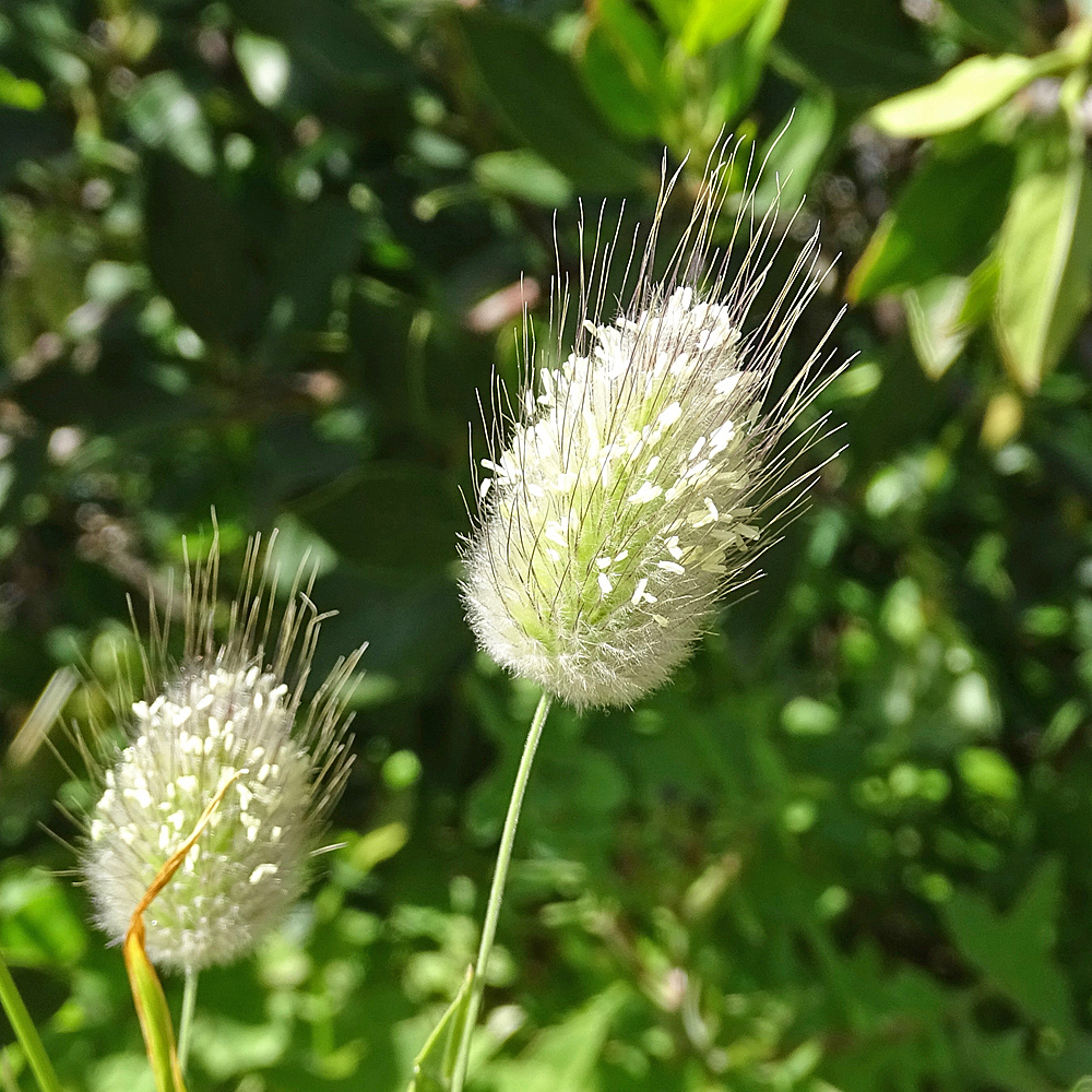 Samtgras / Lagurus ovatus