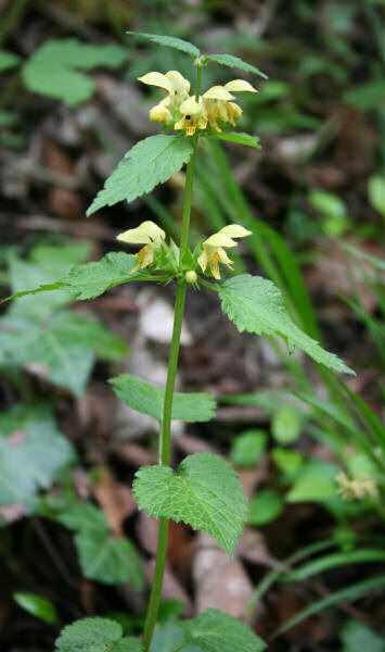 Berg-Goldnessel / Lamium galeobdolon subsp. montanum