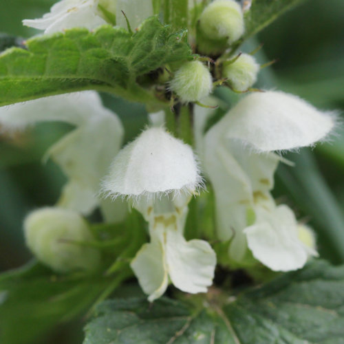 Weisse Taubnessel / Lamium album