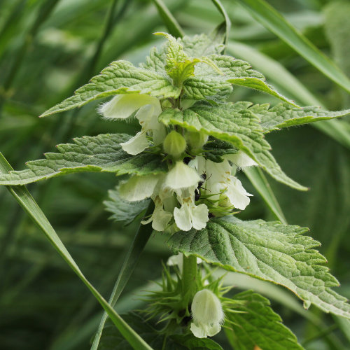 Weisse Taubnessel / Lamium album