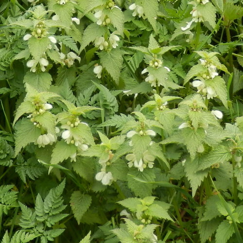 Weisse Taubnessel / Lamium album