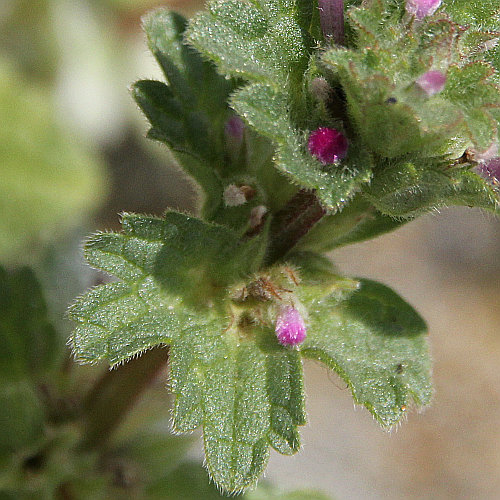 Stängelumfassende Taubnessel / Lamium amplexicaule