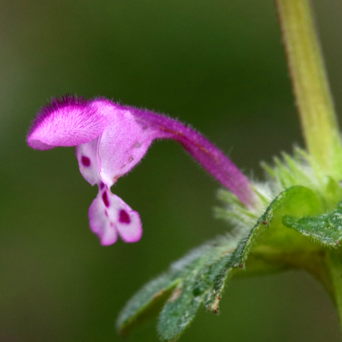 Stängelumfassende Taubnessel / Lamium amplexicaule