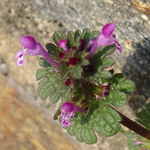 Stängelumfassende Taubnessel / Lamium amplexicaule