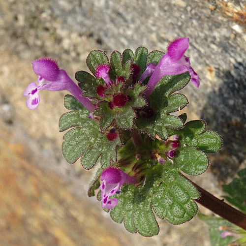 Stängelumfassende Taubnessel / Lamium amplexicaule