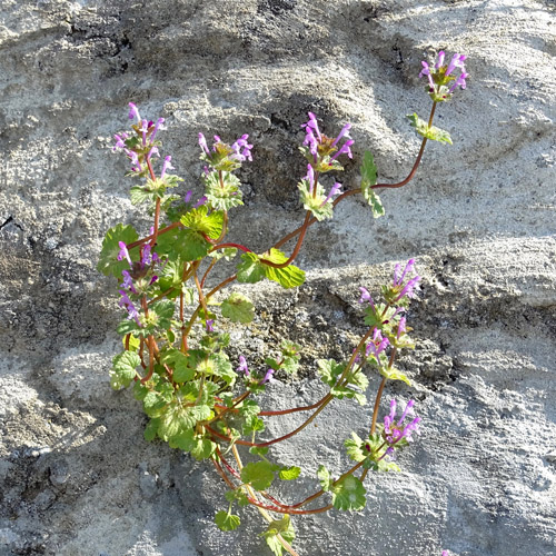 Stängelumfassende Taubnessel / Lamium amplexicaule