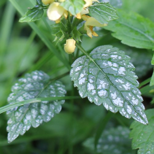 Gewöhnliche Goldnessel / Lamium galeobdolon subsp. argentatum