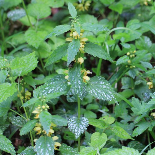 Gewöhnliche Goldnessel / Lamium galeobdolon subsp. argentatum