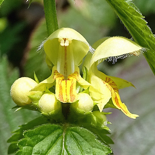 Berg-Goldnessel / Lamium galeobdolon subsp. montanum