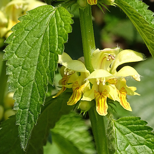 Berg-Goldnessel / Lamium galeobdolon subsp. montanum