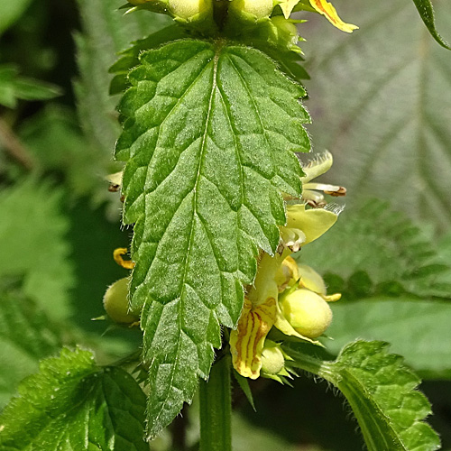 Berg-Goldnessel / Lamium galeobdolon subsp. montanum