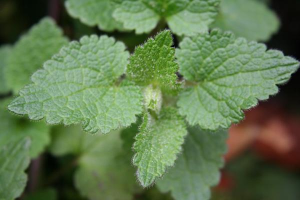 Gefleckte  Taubnessel / Lamium maculatum