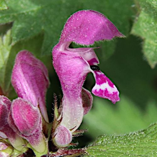 Gefleckte  Taubnessel / Lamium maculatum