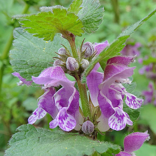 Gefleckte  Taubnessel / Lamium maculatum