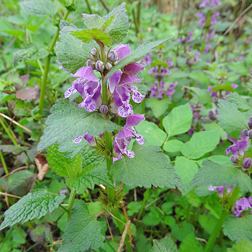 Gefleckte  Taubnessel / Lamium maculatum