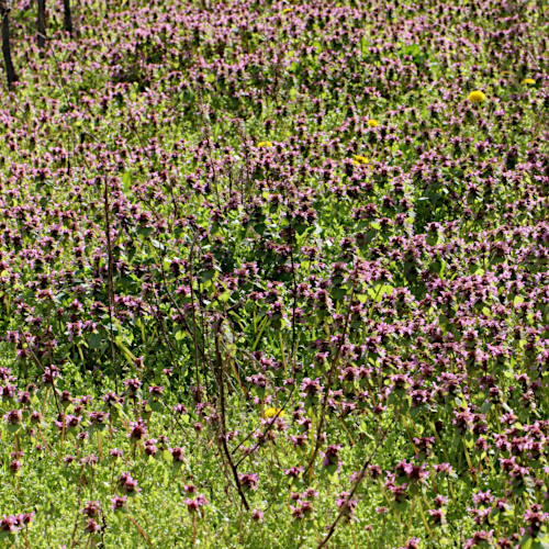 Acker-Taubnessel / Lamium purpureum