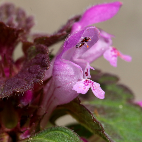 Acker-Taubnessel / Lamium purpureum