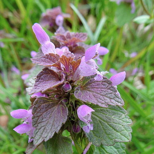 Acker-Taubnessel / Lamium purpureum