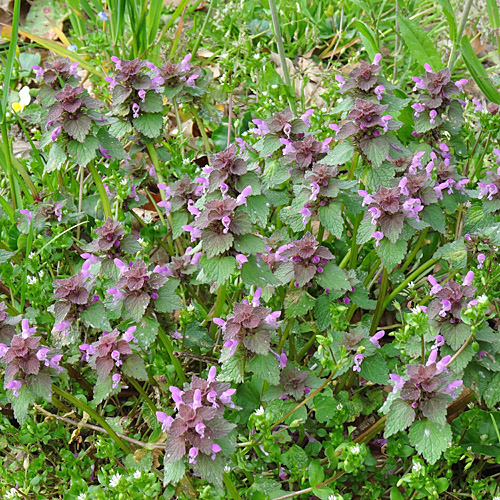 Acker-Taubnessel / Lamium purpureum