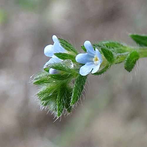 Stechender Igelsame / Lappula squarrosa